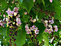 Pongamia glabra